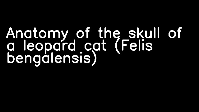 Anatomy of the skull of a leopard cat (Felis bengalensis)