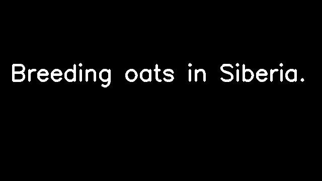 Breeding oats in Siberia.