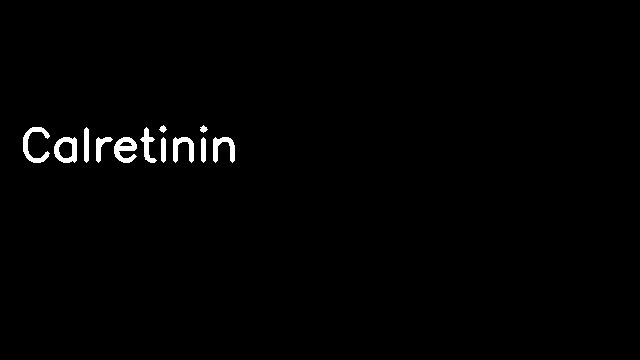 Calretinin