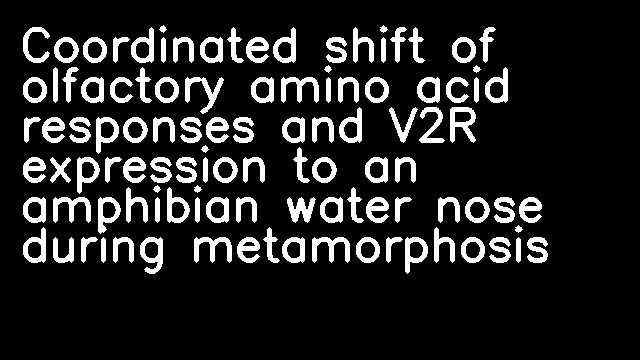 Coordinated shift of olfactory amino acid responses and V2R expression to an amphibian water nose during metamorphosis