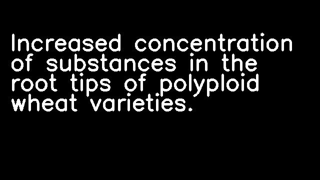 Increased concentration of substances in the root tips of polyploid wheat varieties.