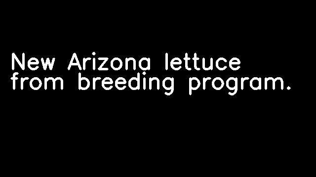 New Arizona lettuce from breeding program.