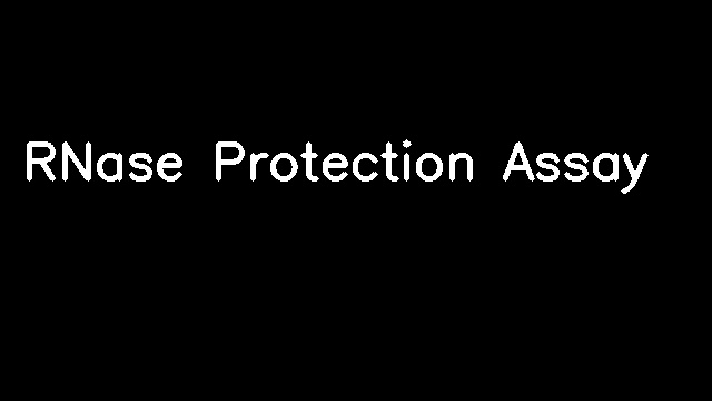 RNase Protection Assay