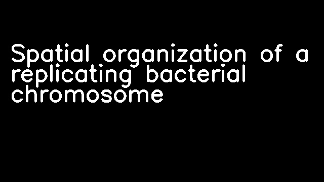 Spatial organization of a replicating bacterial chromosome