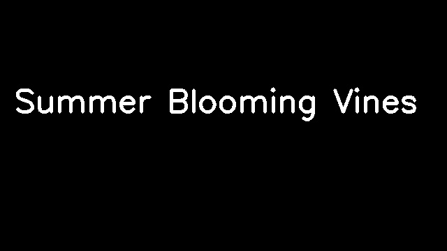 Summer Blooming Vines